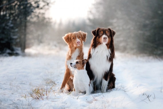 Hunde Im Winter Buddy Bello hunde-im-winter-buddy-bello