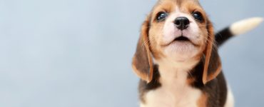 Hypoallergenes Hundefutter