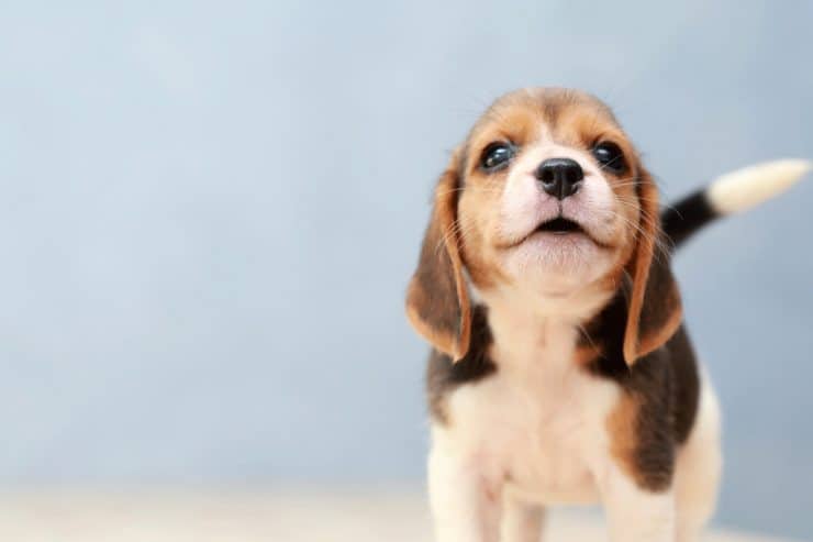 Darmgesundheit des Hundes