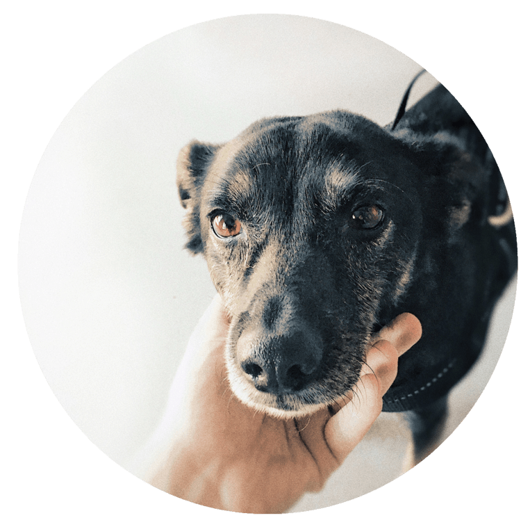 zu alt für einen Hund | Buddy & Bello Geschichte