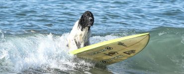 Hunde und Kinder