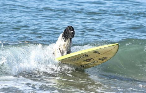 Hund baden