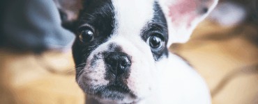 Hunde und Kinder