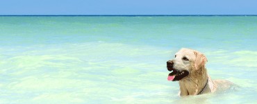 Buddy & Bello Sommertipps für Hunde