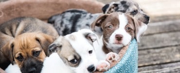 Hunde und Kinder