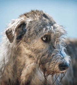 Warum Hund nicht so lange leben - Eine Buddy & Bello Geschichte