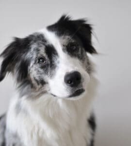 Hund baden
