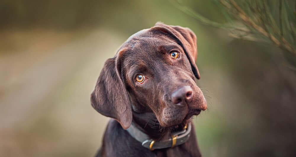 Buddy and Bello Hundefotografie. 10 Tipps für das perfekte Hundefoto. Mit Expertin Nina Herr. Labrador schaut direkt in die Linse