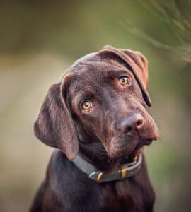Buddy and Bello Hundefotografie. 10 Tipps für das perfekte Hundefoto. Mit Expertin Nina Herr. Labrador schaut direkt in die Linse