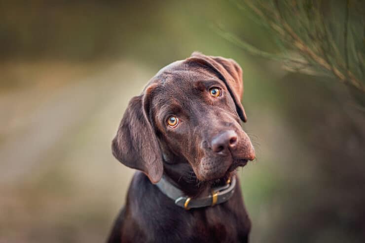 Buddy and Bello Hundefotografie. 10 Tipps für das perfekte Hundefoto. Mit Expertin Nina Herr. Labrador schaut direkt in die Linse
