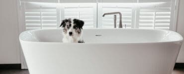 Darmgesundheit des Hundes