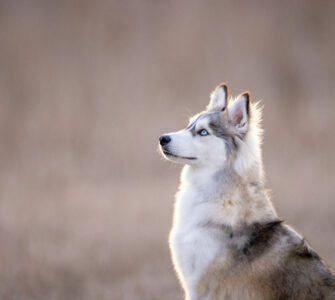 Hundeglück mit Verantwortung: die wichtigsten Fragen vor der Anschaffung eines Hundes hund anschaffen Husky-Mischling mit blauen Augen sitzt im Profil in der Natur und blickt aufmerksam nach oben.