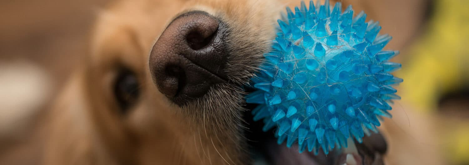 Hund mit Ball im Maul. Schadstoffe in Hundespielzeug.