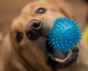 Hund mit Ball im Maul. Schadstoffe in Hundespielzeug.