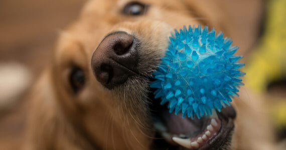 Hund mit Ball im Maul. Schadstoffe in Hundespielzeug.