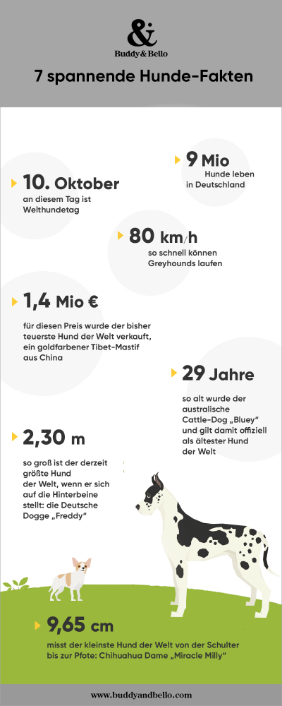 7 spannende Hundefakten Infografik