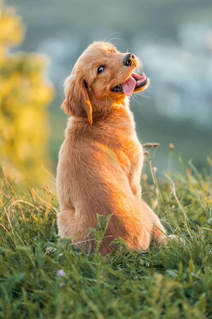 Golden Retriever Welpe sitzt auf dem Rasen und schaut nach hinten