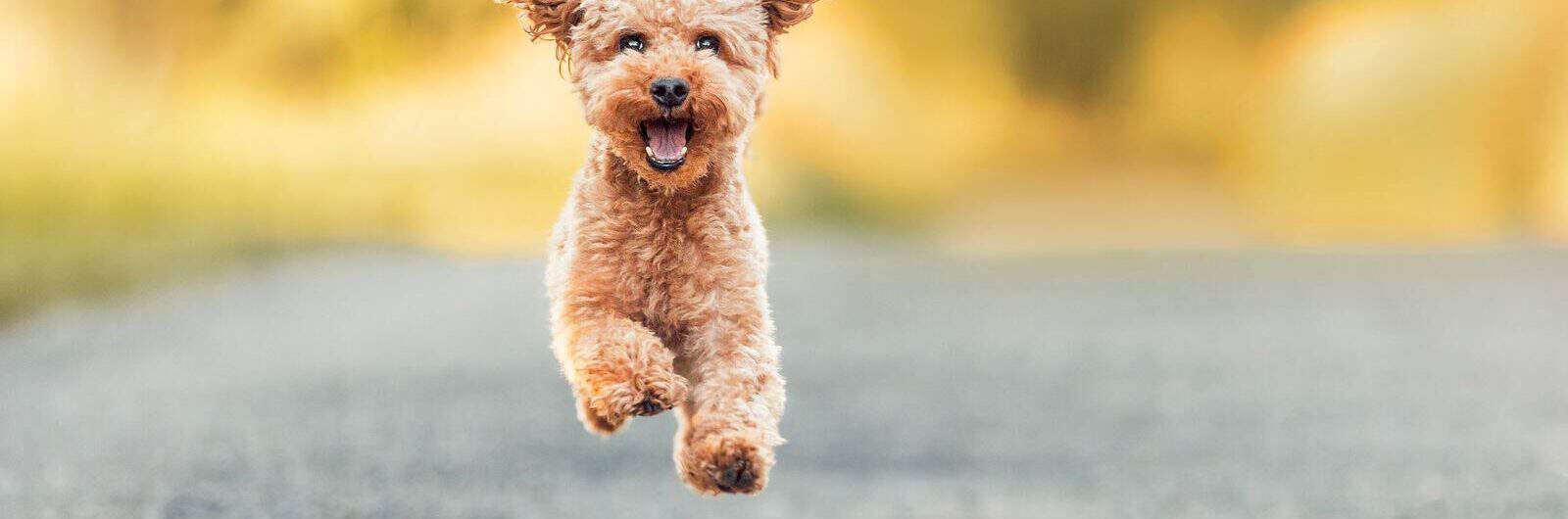 Kleiner, fröhlicher Hund läuft auf der Straße.