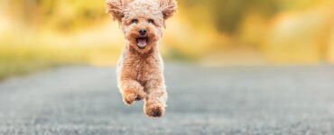 Kleiner, fröhlicher Hund läuft auf der Straße.
